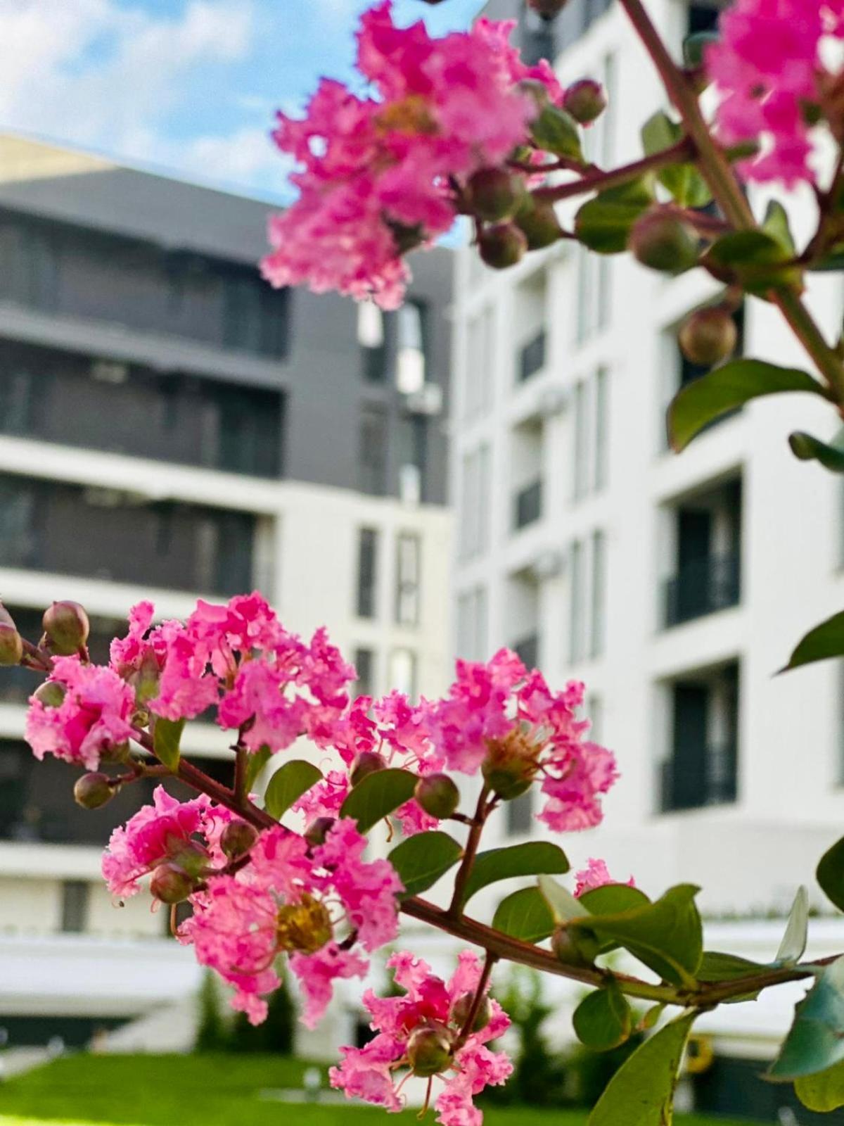 Modern Apartment In Temeşvar Dış mekan fotoğraf